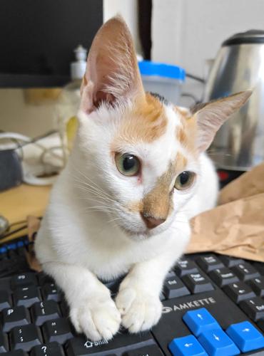 Curie