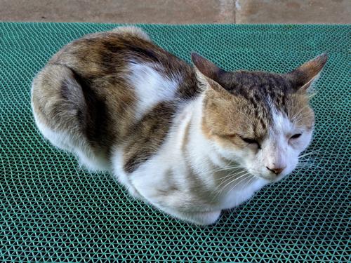 Chonks