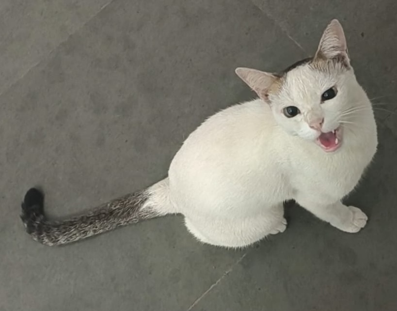 Coco