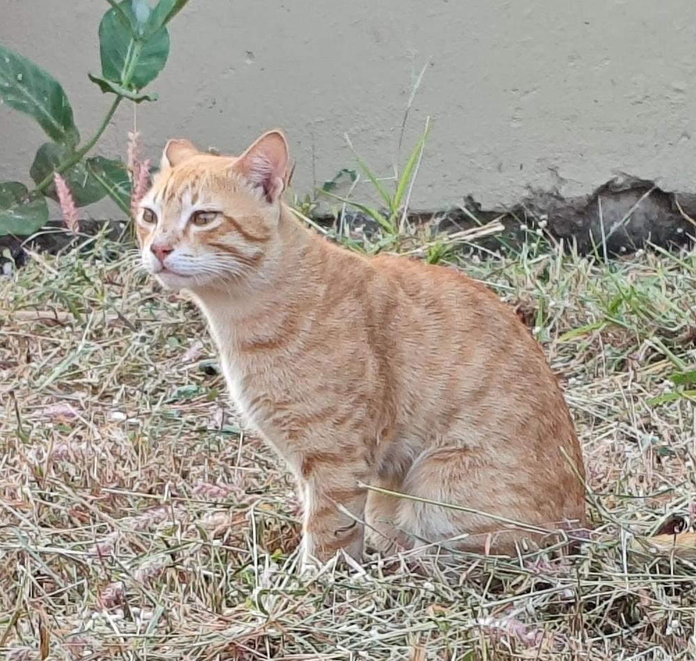 Kelu