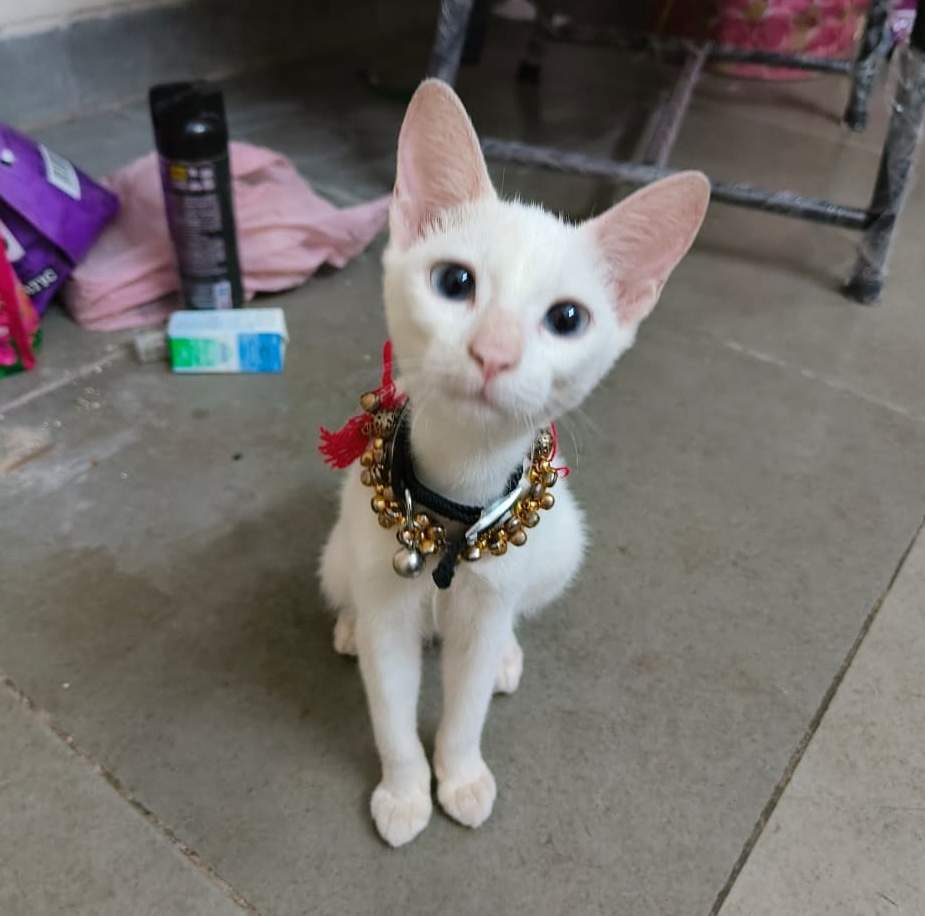 Mimi