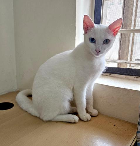 Yuki